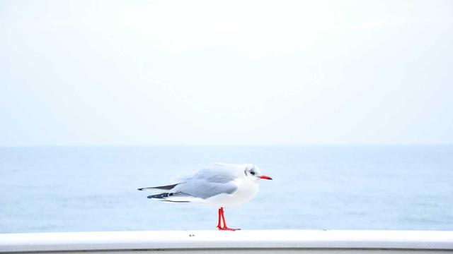 双色球百科